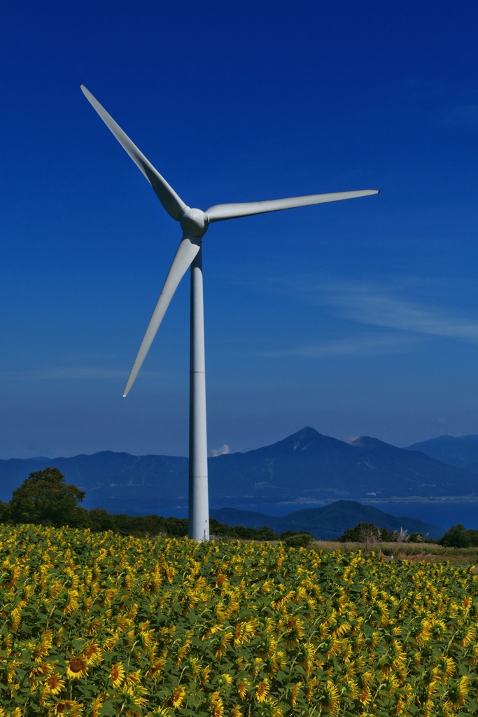 風車と磐梯山と猪苗代湖とヒマワリ１