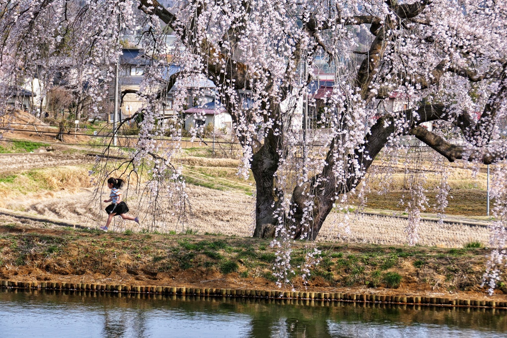 花園枝垂れ桜⑥