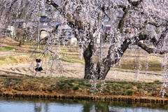 花園枝垂れ桜⑥
