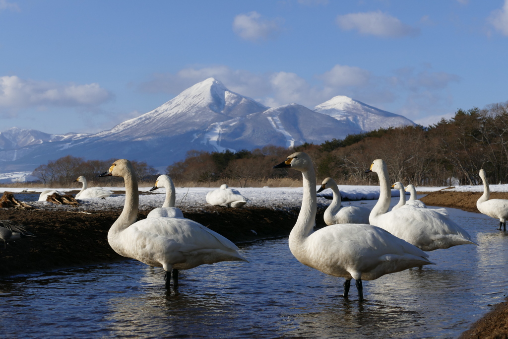 磐梯山と白鳥