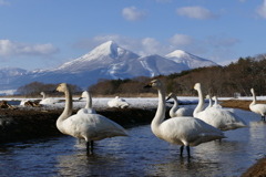 磐梯山と白鳥