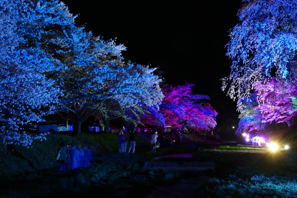 桜ライトアップ２