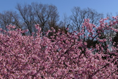 河津桜④