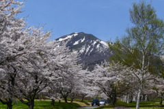 桜と磐梯山