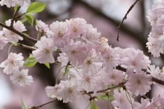これも桜あれも桜②