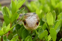 目と目が合った