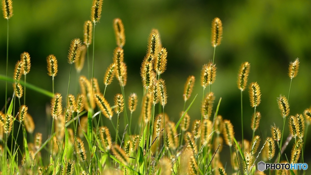 じゃらしじゃらされ