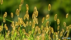 じゃらしじゃらされ