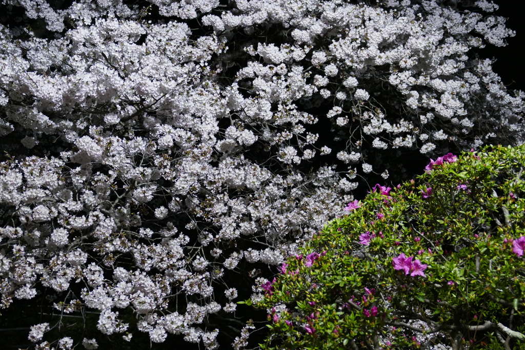 満開夜桜