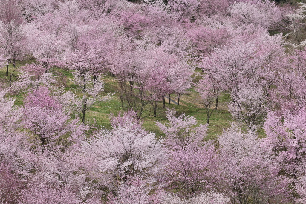一面のピンク③