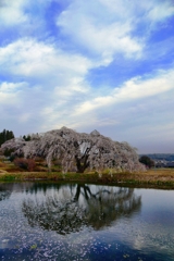 花園しだれ桜　縦構図