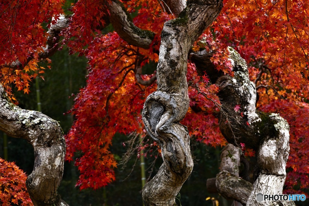 シダレモミジ　２