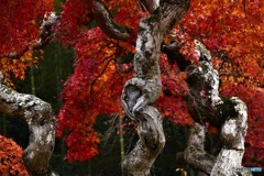 シダレモミジ　２