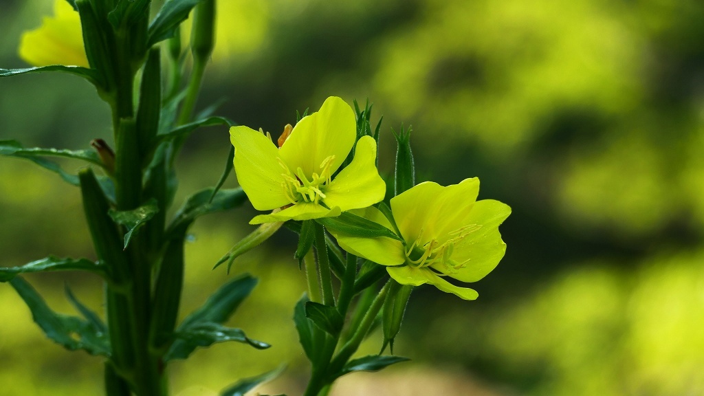 P1110850　イェロゥドリィム