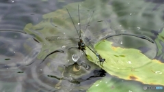 雨の直撃、危機一髪！！