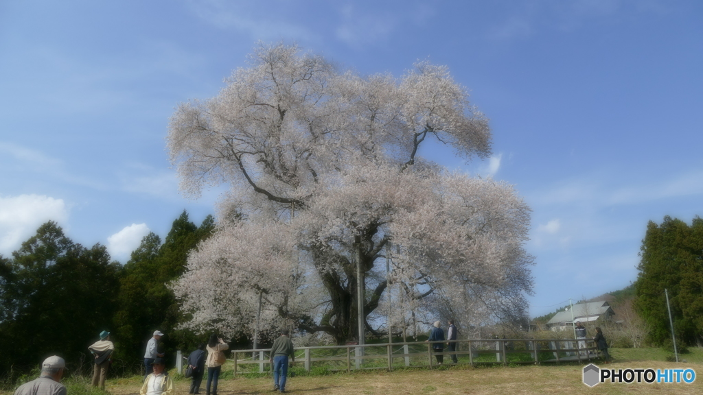 戸津辺の桜@矢祭町  ソフトフォーカスにて