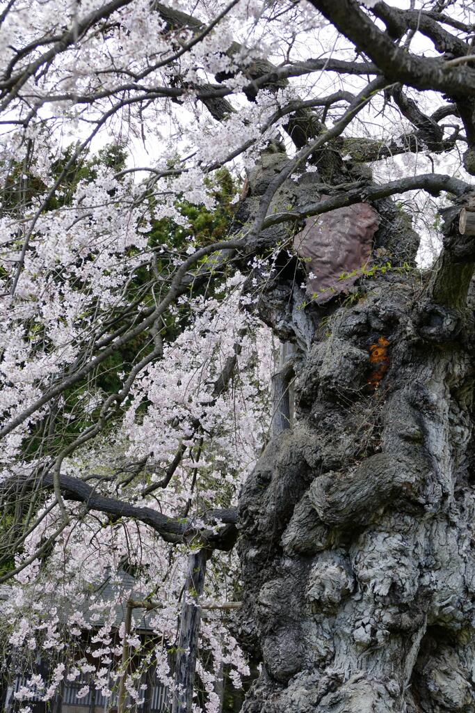 愛蔵寺の護摩桜１