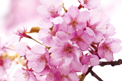 河津桜