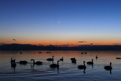 三日月と白鳥と