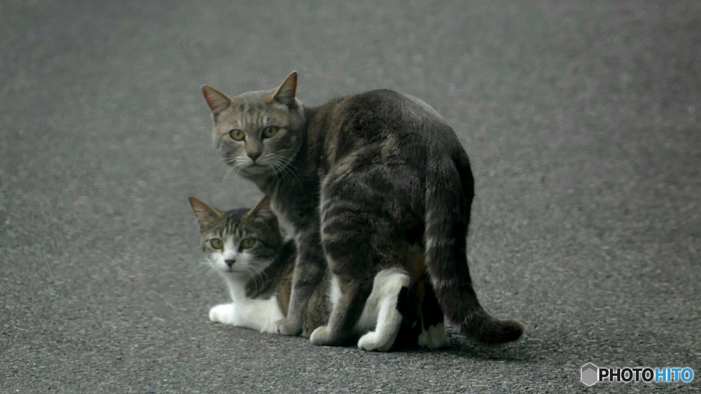 邪魔してゴメンね