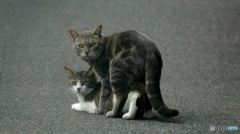 邪魔してゴメンね