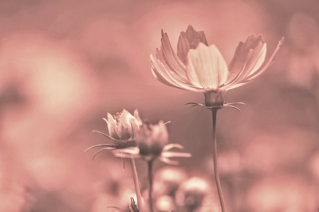 秋桜ユニカラー仕上げ