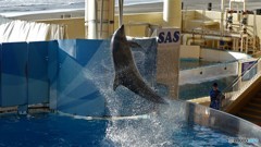 ＠江ノ島水族館