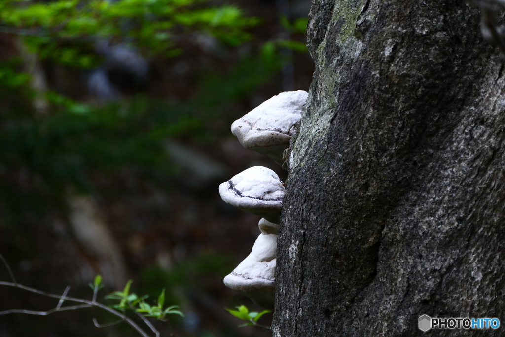 さるーのこしかけ