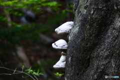 さるーのこしかけ