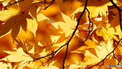 観音沼森林公園 ４