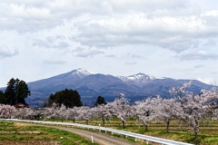 名も無き桜並木とともに