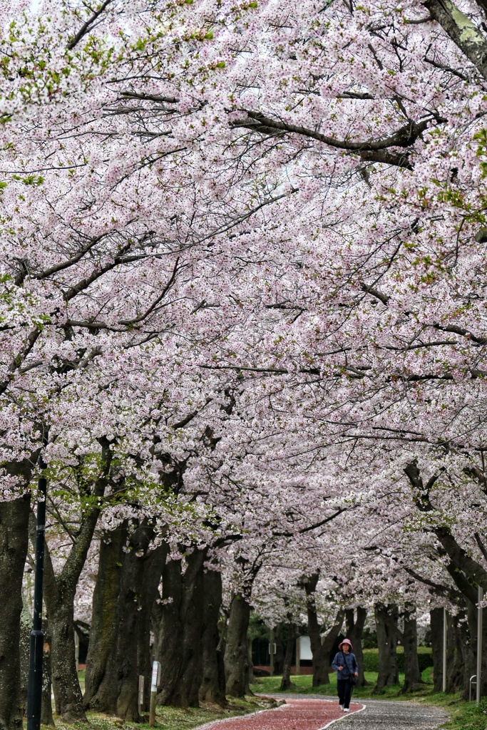 開成山の桜