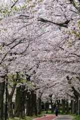 開成山の桜