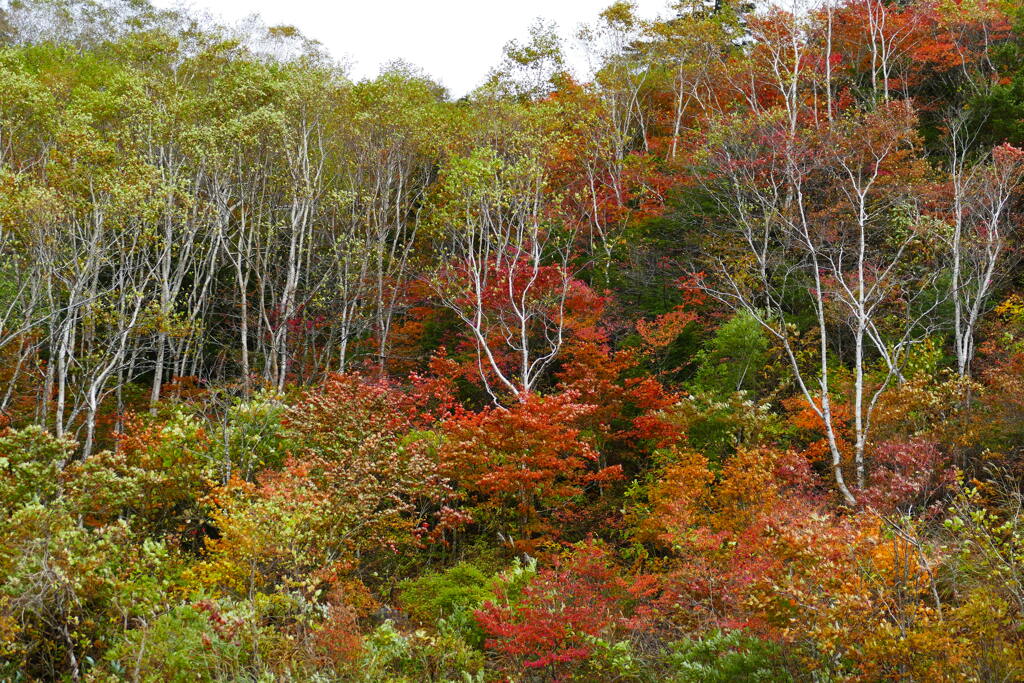 磐梯吾妻スカイライン１