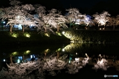 鶴ヶ城満開 その４