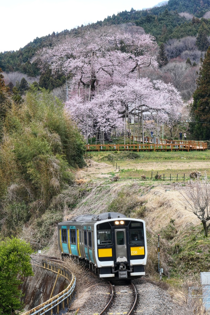 戸津辺の桜と水郡線④