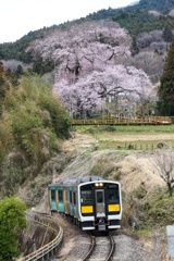 戸津辺の桜と水郡線④