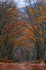 あづま総合運動公園