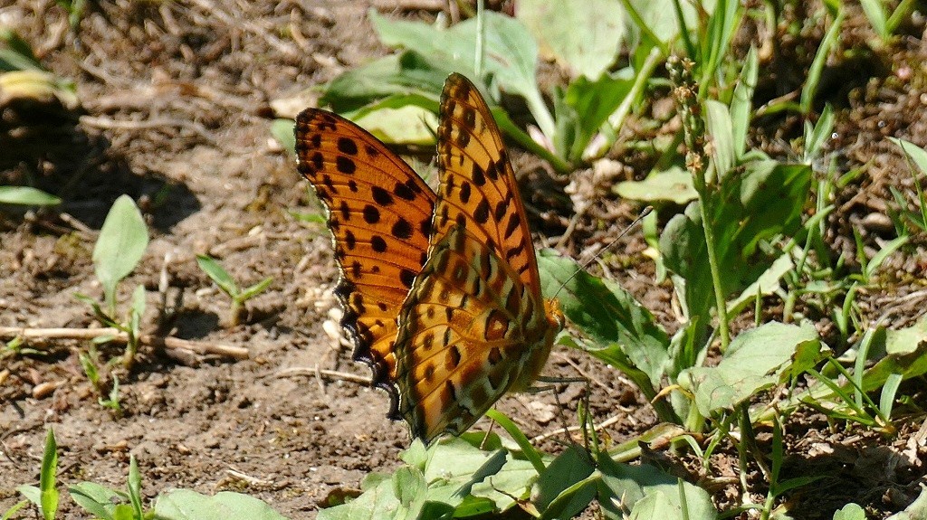 ツマグロヒョウモン
