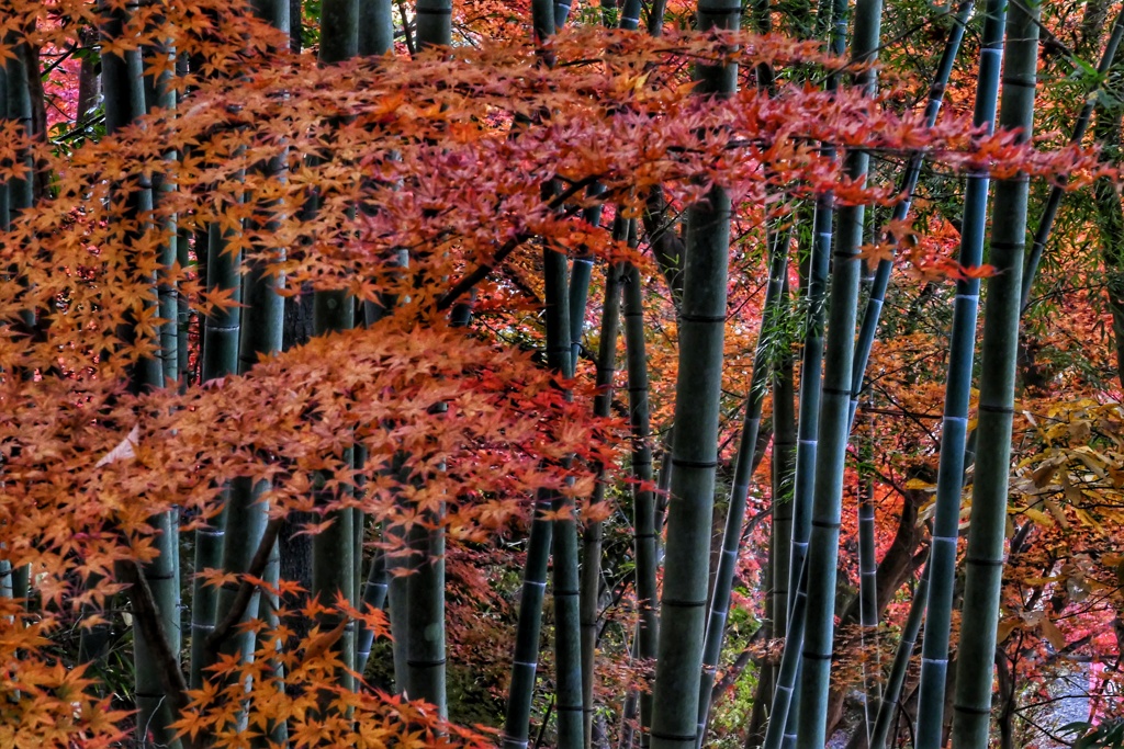 竹とモミジ