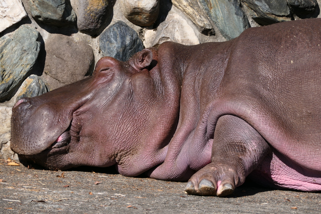 ね、眠い。。。