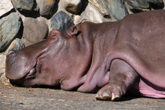 ね、眠い。。。