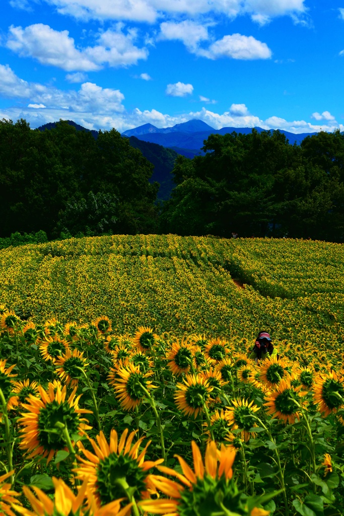 磐梯山とヒマワリ