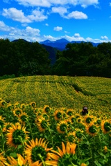 磐梯山とヒマワリ