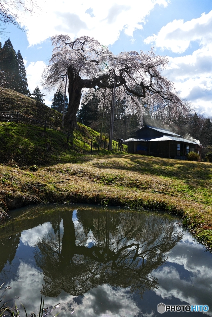 外大野の枝垂れ桜 ２