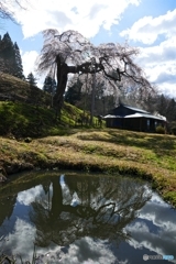 外大野の枝垂れ桜 ２