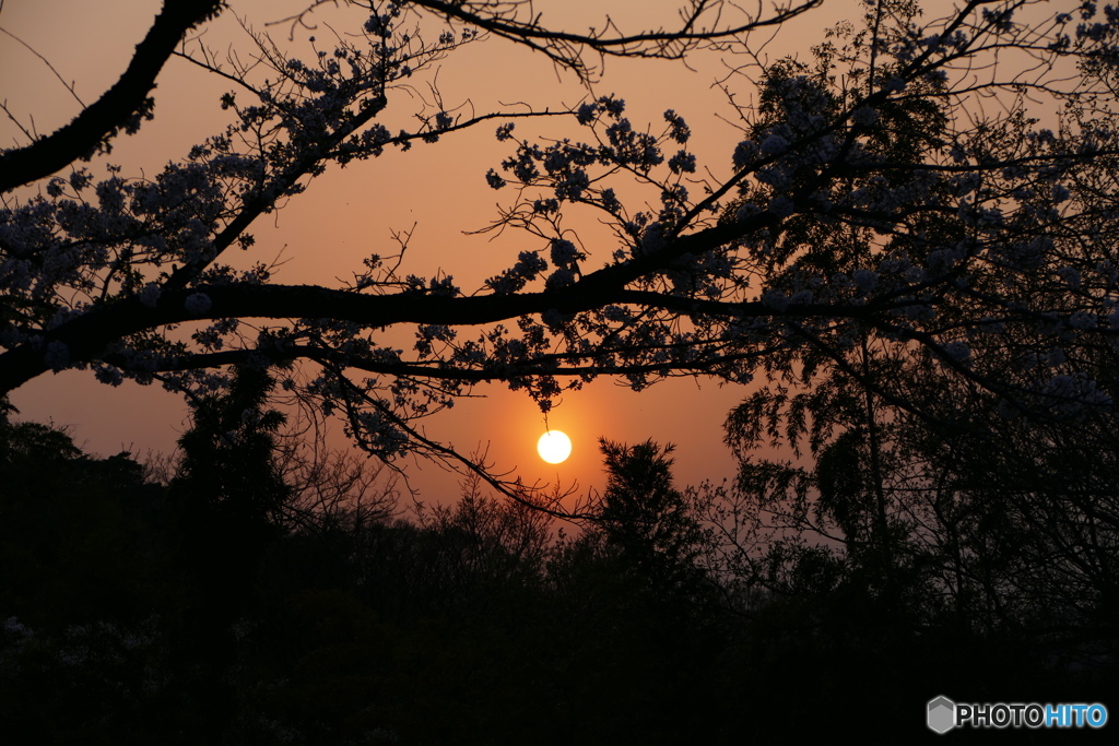 夕景桜