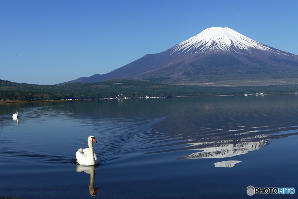 富士と白鳥