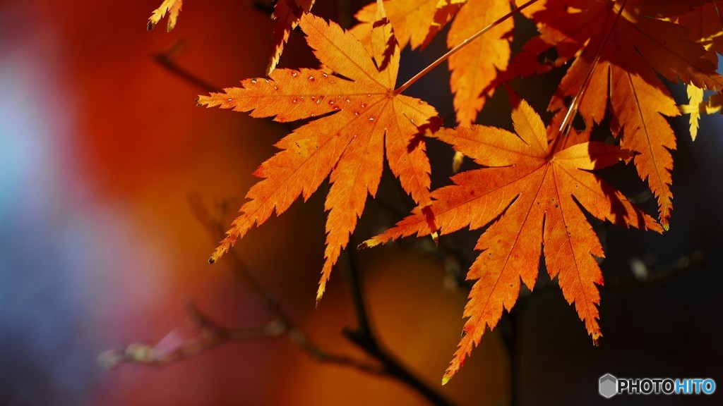 ＠鎌倉　明月院