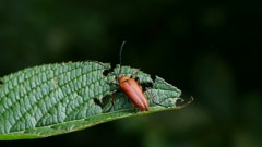 アカハナカミキリ